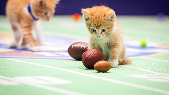 provided by Crown Media Family Networks shows kittens playing football ...